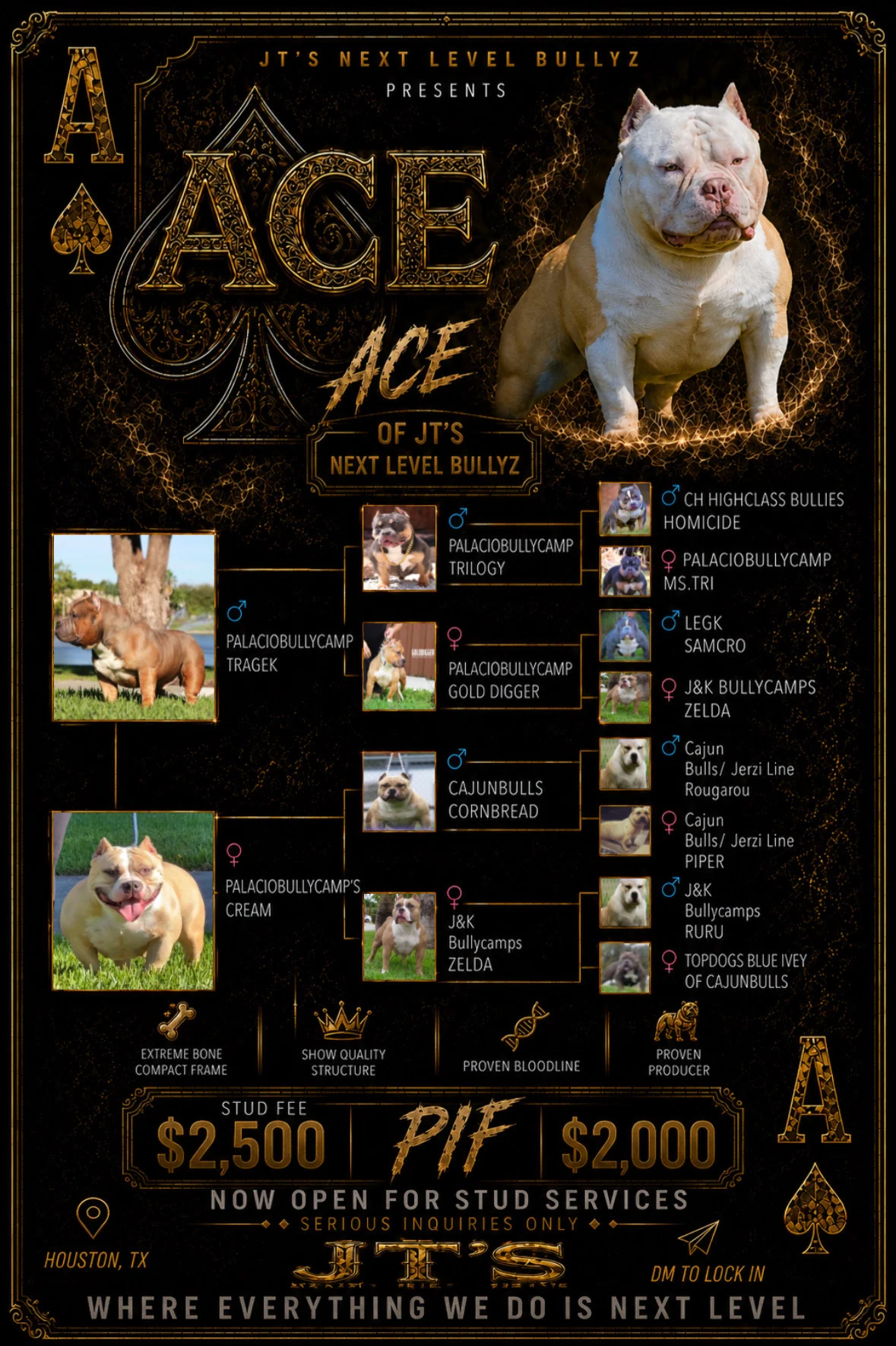 ACE stud service flyer for JT's Next Level Bullyz in Houston