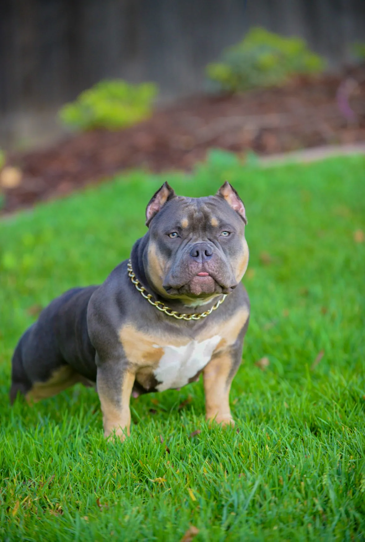 Storm female American Pocket Bully profile for JT's Next Level Bullyz