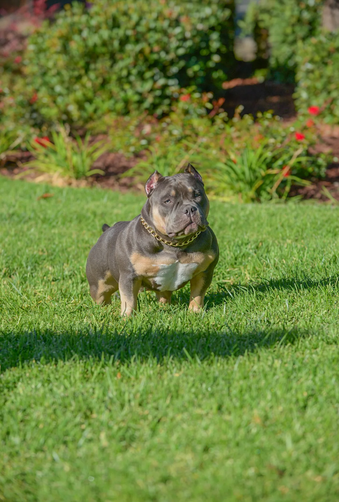 JT's Next Level Bullyz tri-color bully in Houston yard
