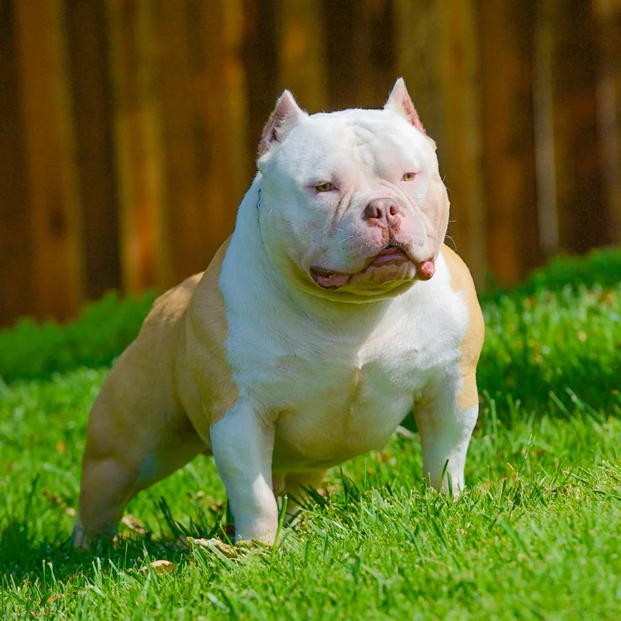 Bully sunlight grid image