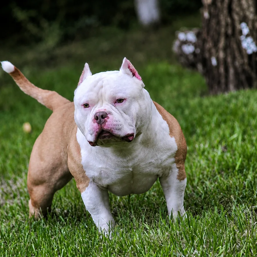 ACE bully grid image